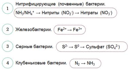 Что отсутствует у прокариотов