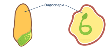 Эндосперм. Эндосперм рисунок. Эндосперм семени. Эндосперм происходит из.
