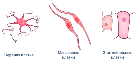 какие три признака характерны для животных. Смотреть фото какие три признака характерны для животных. Смотреть картинку какие три признака характерны для животных. Картинка про какие три признака характерны для животных. Фото какие три признака характерны для животных
