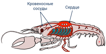 Органами дыхания рака являются. Зелёные железы у ракообразных. Выделительная система ракообразных. Выделительная система Рако. Выделительная система система у ракообразных.