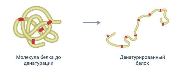 Денатурация белка схема