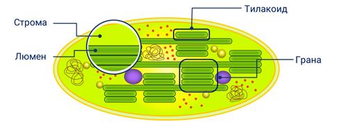 Тилакоид стромы. Строма тилакоид. Тилакоид фотосинтез. Люмен тилакоида хлоропласта. Строение хлоропласта фотосинтез.