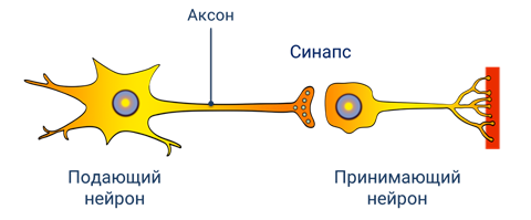 Гифы это в биологии. Синапс и Аксон. Рисунок Аксон дендрит синапс. Строение нейрона и синапса из учебника. Синапс аксона с телом нейрона.