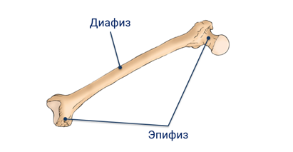 Метафиз плечевой кости