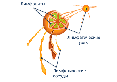 В чем заключается связь кровеносной и дыхательной систем органов. image002. В чем заключается связь кровеносной и дыхательной систем органов фото. В чем заключается связь кровеносной и дыхательной систем органов-image002. картинка В чем заключается связь кровеносной и дыхательной систем органов. картинка image002