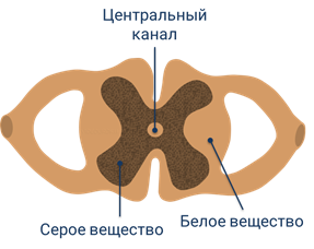 спинной и головной мозг относятся к следующему виду нервной системы. Смотреть фото спинной и головной мозг относятся к следующему виду нервной системы. Смотреть картинку спинной и головной мозг относятся к следующему виду нервной системы. Картинка про спинной и головной мозг относятся к следующему виду нервной системы. Фото спинной и головной мозг относятся к следующему виду нервной системы