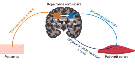Условно-рефлекторная деятельность коры головного мозга. Условные рефлексы головного мозга. Процессы возбуждения и торможения в головном мозге. Возбуждение и торможение в коре головного мозга.