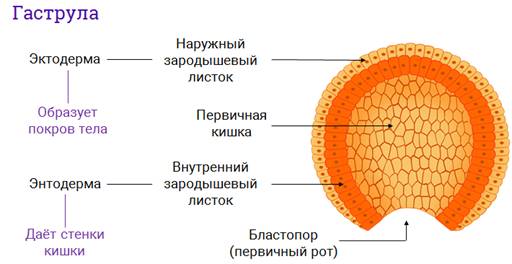 Наружный слой клеток зародыша на стадии гаструлы. Наружный слой гаструлы образован клетками. Бластула гаструла нейрула. Первичный рот гаструлы. Ранняя гаструла.