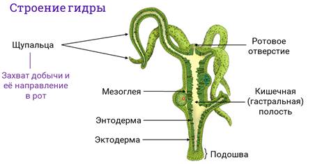 Стенка тела гидры