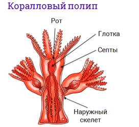 Полип альциониум рисунок