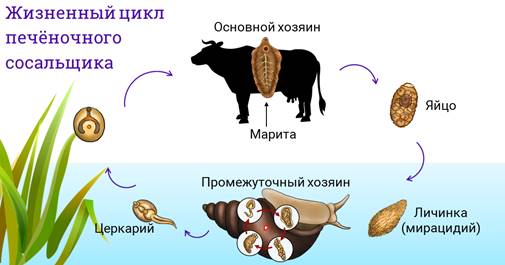 Цикл развития печеночного сосальщика схема 7 класс