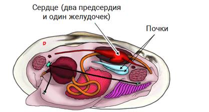 Железа моллюсков. Выделительная система беззубки. Моллюск беззубка выделительная система. Нервная система беззубки. Тип выделительной системы беззубки.