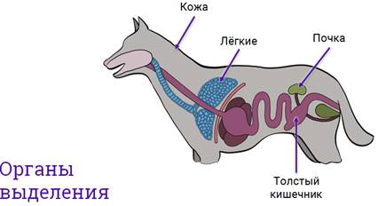Пищеварительная система животного рисунок. Дыхательная система собаки анатомия. Млекопитающие пищеварительная система дыхательная система. Диафрагма собаки анатомия. Выделительная система собаки.