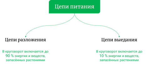 Подумайте чем питаются животные вспомните что такое пищевая цепь