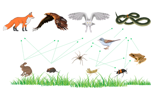 На данной схеме показана пищевая цепочка трава саранча змея орел