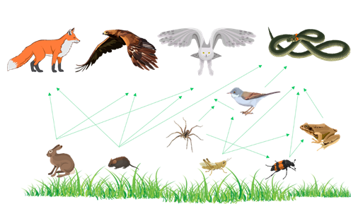Составьте пищевые цепи орла