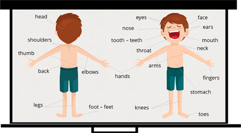 Eyes nose. Транскрипция слова face,nose,Ears,Eyes,mouth,Tooth,head,Shoulder,Knee,Toe,hand,Arm,foot,hair,Neck. Head, Shoulders, hands, Legs, fingers, Toes, Knees, Eyes, Ears, mouth, nose.. Knee Stomach картинка для детей английский дошкольники. Head Eyes Ears.