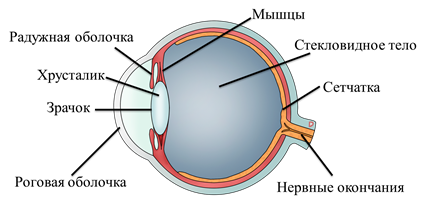 Глаз и зрение физика близорукость