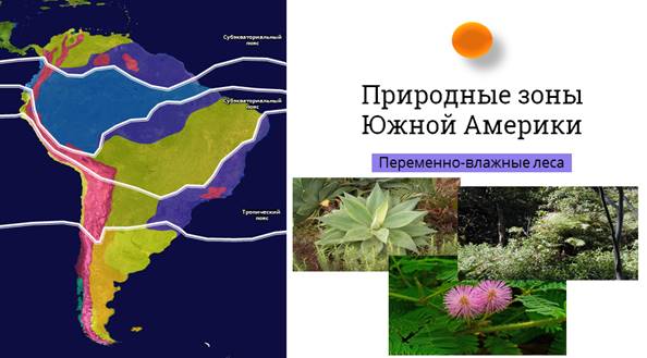 План описания природной зоны переменно влажные леса