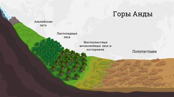 Высотные пояса анд. Анды природные зоны. Высотная поясность анд. Почвы анд. Высотная поясность Южной Америки анд.