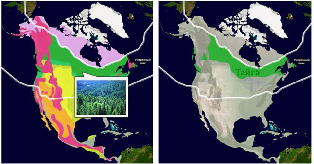 Обоснуйте расположение природных зон в северной америке. Тайга на карте Северной Америки. Природные зоны Северной Америки Тайга. Географическое положение тайги в Северной Америке. Зона тайги в Северной Америке на карте.