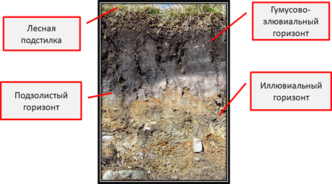 Какой цифрой на картинке обозначен профиль таежной подзолистой почвы