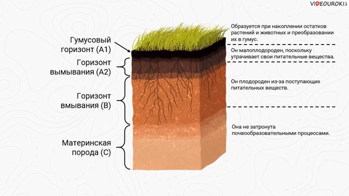 Строение почвы фото