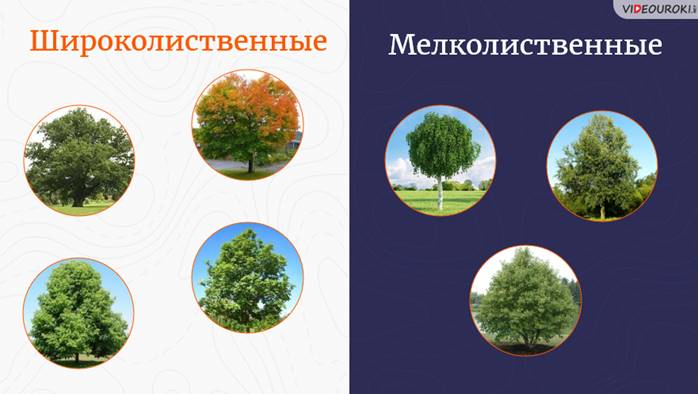 Что такое природная зональность. Смотреть фото Что такое природная зональность. Смотреть картинку Что такое природная зональность. Картинка про Что такое природная зональность. Фото Что такое природная зональность