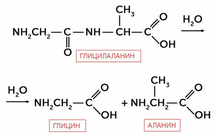 Гидролиз белка схема