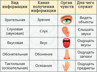 При помощи чего человек получает информацию