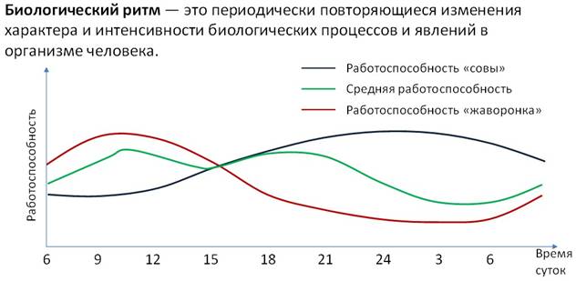 Влияние биоритмов на работоспособность человека проект - 94 фото