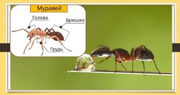 Кто такие насекомые видеоурок. Смотреть фото Кто такие насекомые видеоурок. Смотреть картинку Кто такие насекомые видеоурок. Картинка про Кто такие насекомые видеоурок. Фото Кто такие насекомые видеоурок