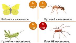 Кто такие насекомые видеоурок. Смотреть фото Кто такие насекомые видеоурок. Смотреть картинку Кто такие насекомые видеоурок. Картинка про Кто такие насекомые видеоурок. Фото Кто такие насекомые видеоурок