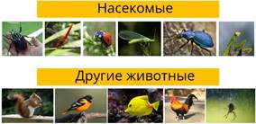 Кто такие насекомые видеоурок. Смотреть фото Кто такие насекомые видеоурок. Смотреть картинку Кто такие насекомые видеоурок. Картинка про Кто такие насекомые видеоурок. Фото Кто такие насекомые видеоурок