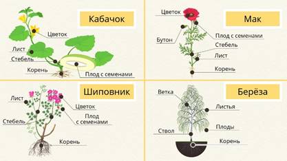 Какое число тычинок вероятнее всего будет у растения корневая система которого изображена на рисунке