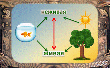 Существует связи между неживой и живой природой