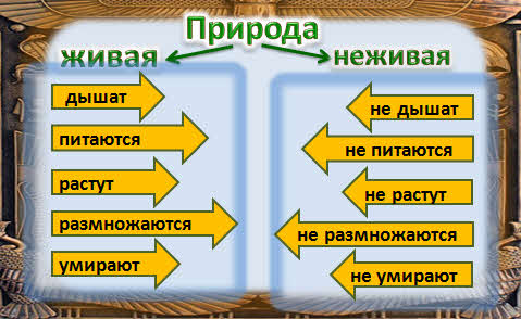 Признаки живой природы 2