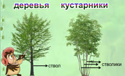 Растения что это 2 класс. Смотреть фото Растения что это 2 класс. Смотреть картинку Растения что это 2 класс. Картинка про Растения что это 2 класс. Фото Растения что это 2 класс