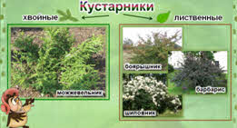 Растения что это 2 класс. Смотреть фото Растения что это 2 класс. Смотреть картинку Растения что это 2 класс. Картинка про Растения что это 2 класс. Фото Растения что это 2 класс