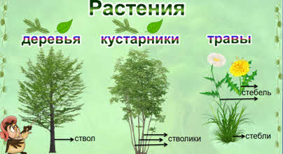 Растения что это 2 класс. Смотреть фото Растения что это 2 класс. Смотреть картинку Растения что это 2 класс. Картинка про Растения что это 2 класс. Фото Растения что это 2 класс