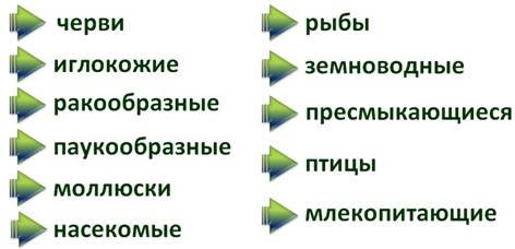 В чем заключается разнообразие животных. image005. В чем заключается разнообразие животных фото. В чем заключается разнообразие животных-image005. картинка В чем заключается разнообразие животных. картинка image005