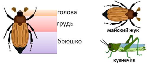 Строение насекомых на примере майского жука