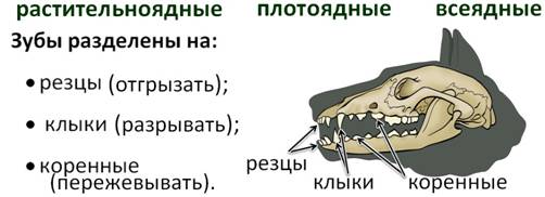 Генератор разных животных