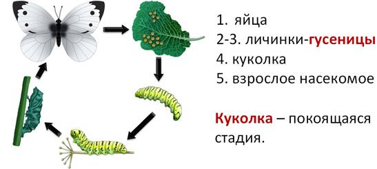 Размножение бабочек схема