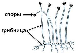 Плесневые грибы схема