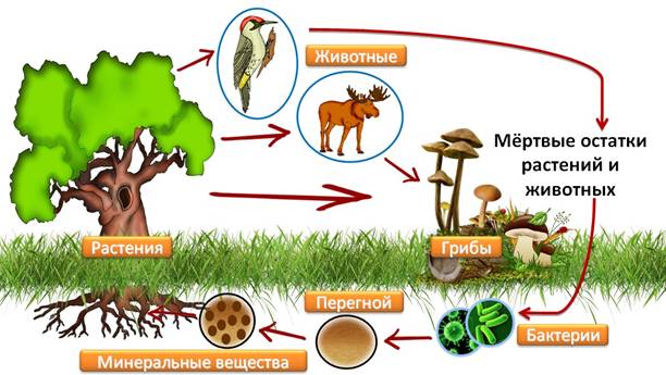 Заполните данную схему подпишите все стрелочки объясните все этапы данного круговорота