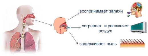 Тест дыхательная система 3 класс окружающий мир