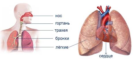 Дыхание и кровообращение