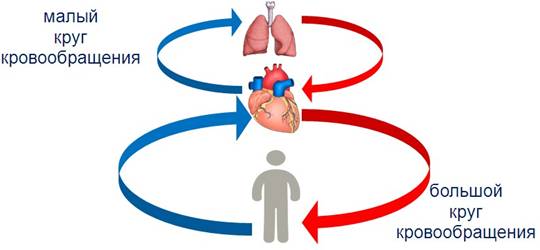 Дыхание и кровообращение вопросы