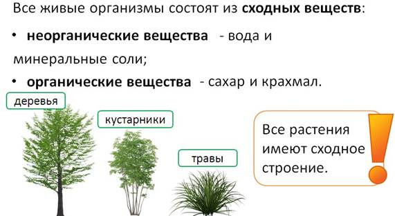 у какого растения цветки формируются под землей. image001. у какого растения цветки формируются под землей фото. у какого растения цветки формируются под землей-image001. картинка у какого растения цветки формируются под землей. картинка image001